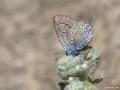 Polyommatus rosei (Rose