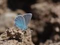 Polyommatus fatima (Çokgözlü Fatmamavisi)