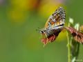 Pyrgus sidae (Sarıbandlı Zıpzıp)