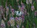 Melanargia russiae (Uygurmelikesi)