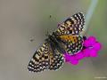 Melitaea interrupta (Kafkasyalı İparhan)