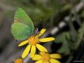 Callophrys rubi (Zümrüt)