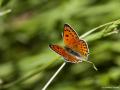 Lycaena asabinus (Anadolu Ateşgüzeli)