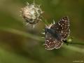 Pyrgus sidae (Sarıbandlı Zıpzıp)