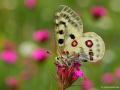 Parnassius apollo (Apollo)