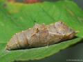 Pieris brassicae (Büyük Beyazmelek)