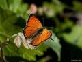 Lycaena asabinus (Anadolu Ateşgüzeli)