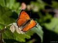 Lycaena asabinus (Anadolu Ateşgüzeli)