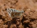 Pyrgus carlinae (Beşparmakotu Zıpzıpı)