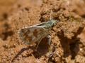 Pyrgus carlinae (Beşparmakotu Zıpzıpı)