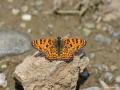 Melitaea ornata ()