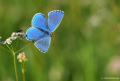 Polyommatus bellargus (Çokgözlü Gökmavisi)