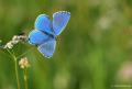 Polyommatus bellargus (Çokgözlü Gökmavisi)