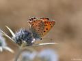 Lycaena lampon (İranateşgüzeli)