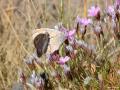 Pseudochazara beroe (Dağ Yalancıcadısı)