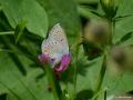 Polyommatus antiochenus (Hatay