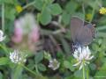 Satyrium ilicis (Büyük Sevbeni)