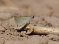 Gegenes nostrodamus (Nostrodamus)