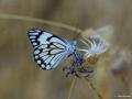 Belenois aurota (Beyazöncü)