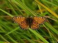 Boloria eunomia (Bataklık Noktalıkelebeği)