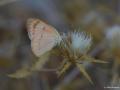 Colotis fausta (Mezopotamya Kolotisi)