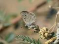 Zizeeria karsandra (Karsandra)