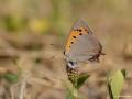 Lycaena phlaeas (Beneklibakırgüzeli)