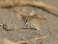 Gegenes nostrodamus (Nostrodamus)