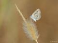 Zizeeria karsandra (Karsandra)