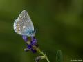 Plebejus zephyrinus (Türkmenistan Esmergözü)