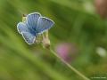 Polyommatus pierceae ()