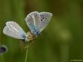 Polyommatus pierceae ()