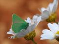 Callophrys rubi (Zümrüt)