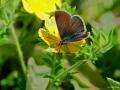 Polyommatus eumedon (Çokgözlü Geraniummavisi)