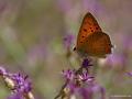 Lycaena asabinus (Anadolu Ateşgüzeli)