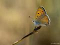 Lycaena asabinus (Anadolu Ateşgüzeli)