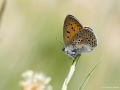 Lycaena alciphron (Büyük Morbakırgüzeli)