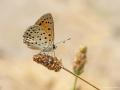 Lycaena kefersteinii (Alevateşgüzeli)