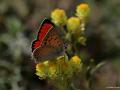 Lycaena thetis (Dağateşi)