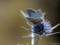 Polyommatus pierceae ()