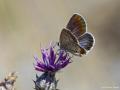 Plebejus christophi (Christoph