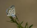 Plebejus christophi (Christoph