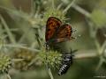 Lycaena thersamon (Küçükateşgüzeli)