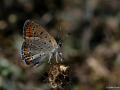 Lycaena thersamon (Küçükateşgüzeli)