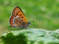 Lycaena helle (Menekşe Bakırgüzeli)