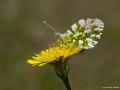Anthocharis cardamines (Turuncusüslü)