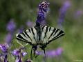 Iphiclides podalirius (Erik Kırlangıçkuyruğu)