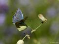 Polyommatus ninae (Nina