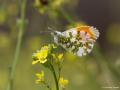 Anthocharis cardamines (Turuncusüslü)