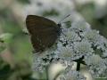 Satyrium ilicis (Büyük Sevbeni)